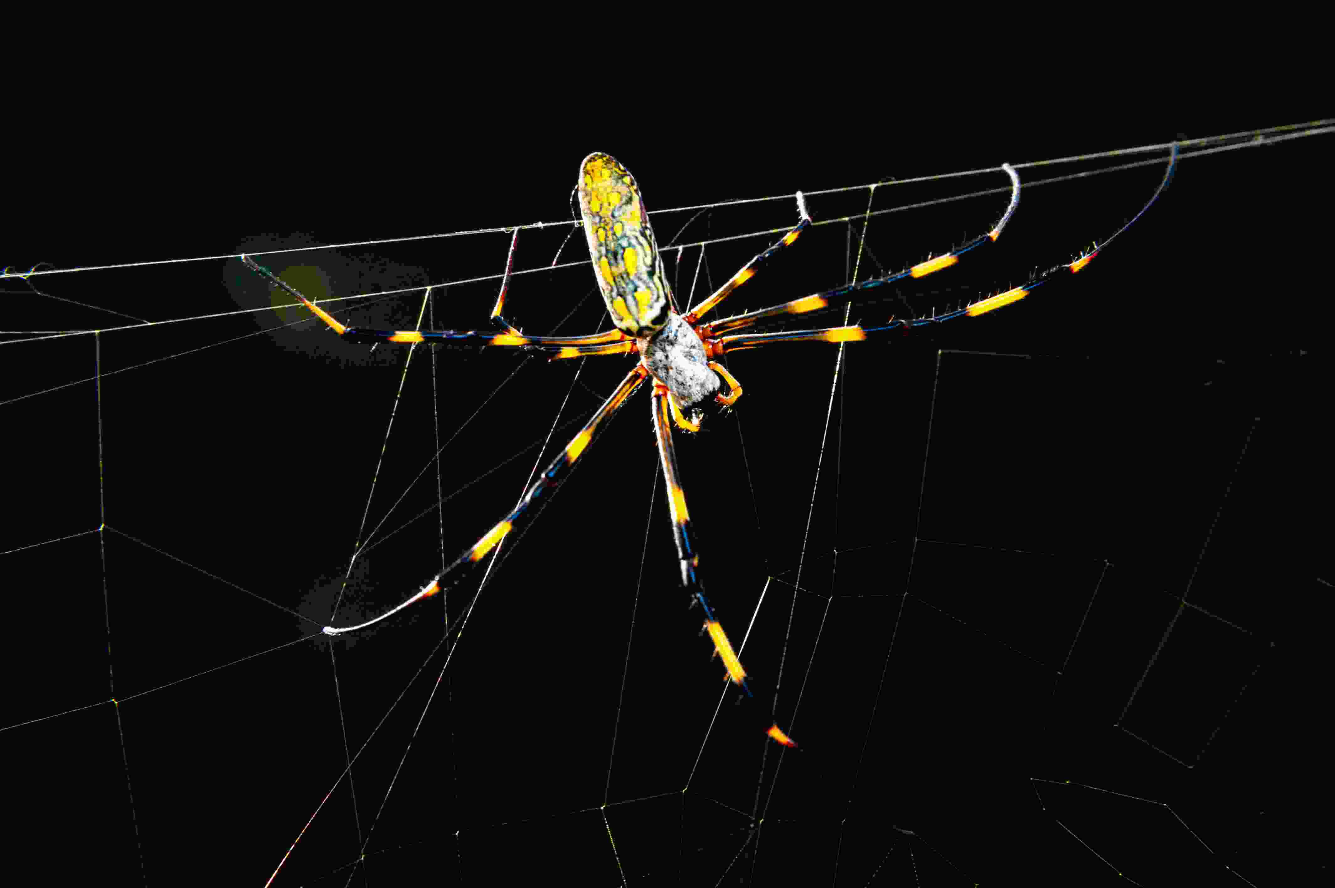 joro spider