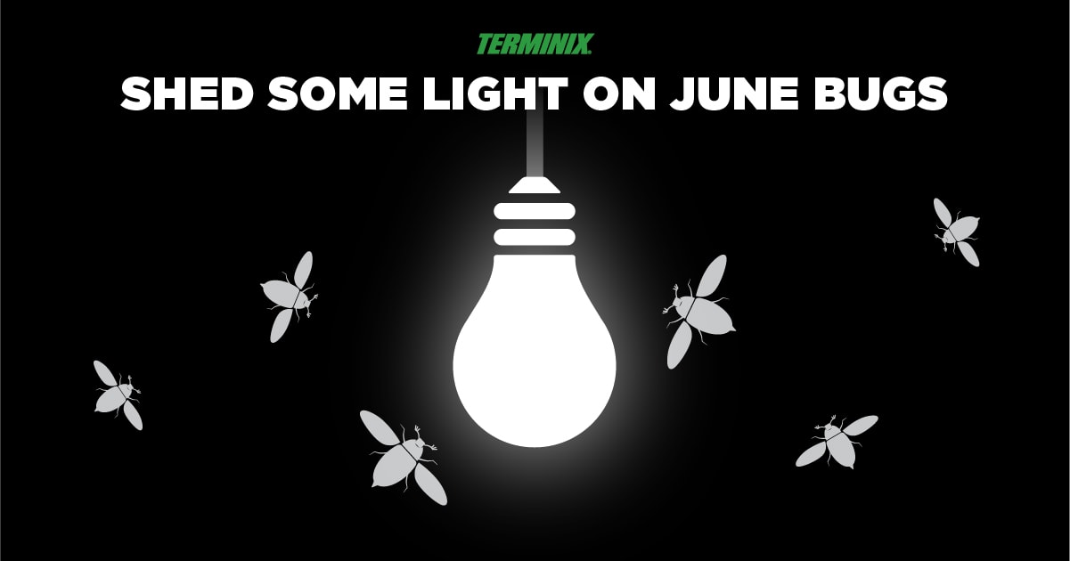 june bug graphic