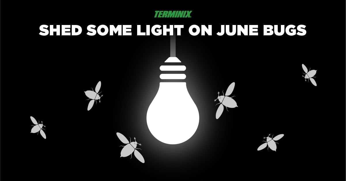 june-bugs