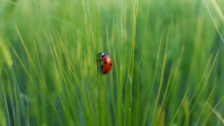 lady bug in a grass field