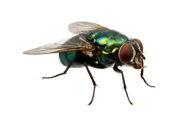 flies