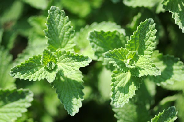plants-that-repel-termites