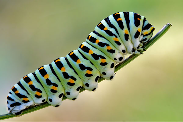 caterpillars