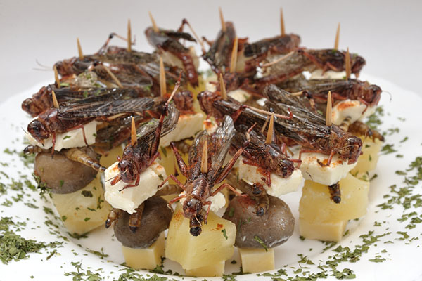 insect-meals