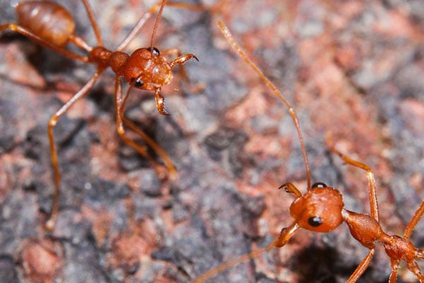 close up of two ants