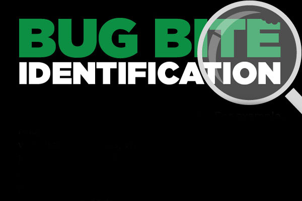 bed-bug-identification