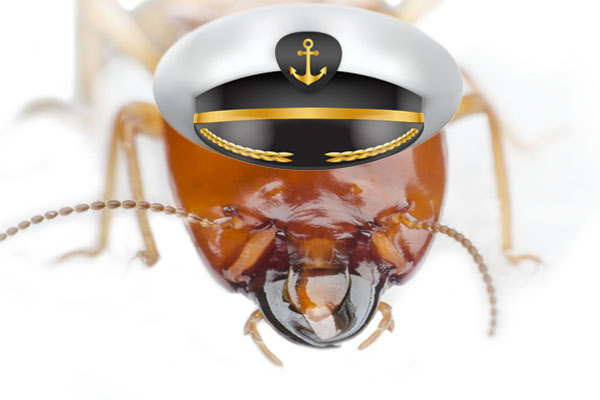 termite
