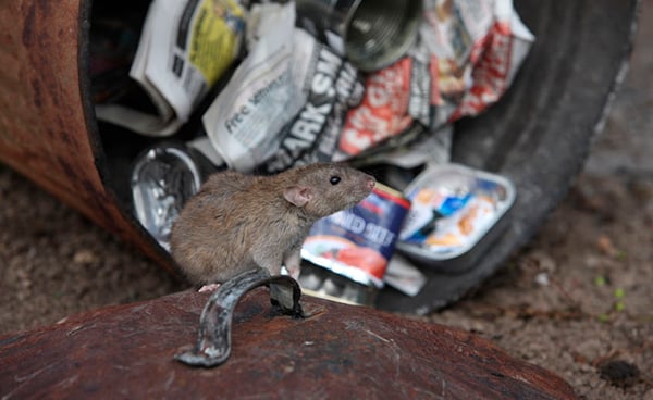 trash-rats