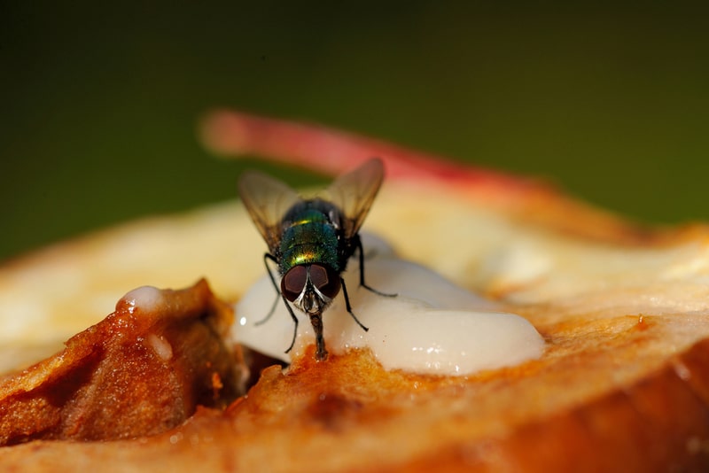 flies in restaurant