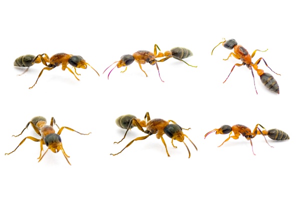 Mexican Twig Ant