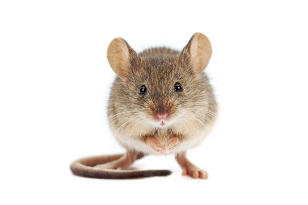 House mouse close up