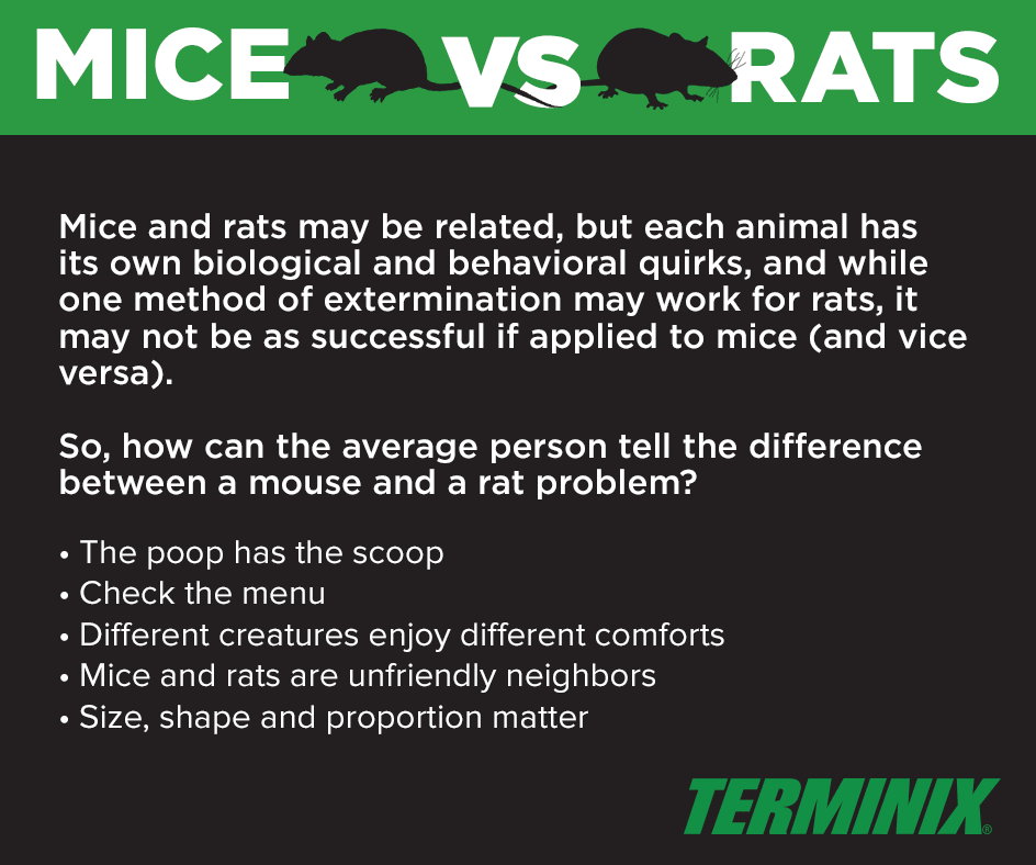 mice vs rats main