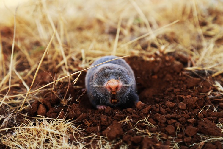 gophers