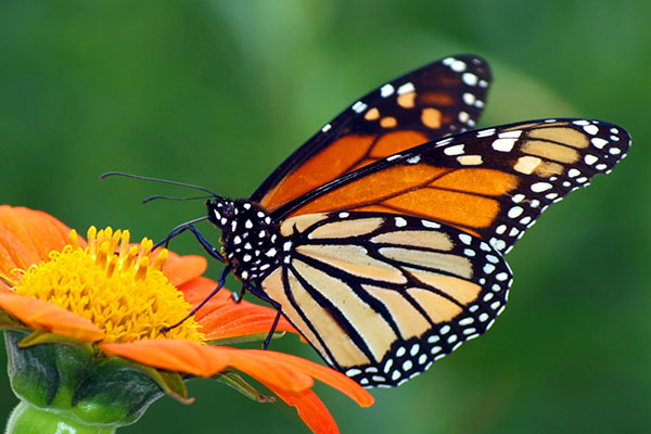 monarch butterfly