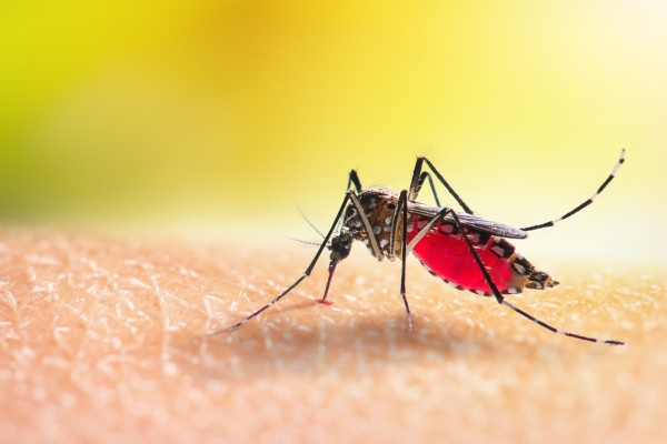 mosquito biting