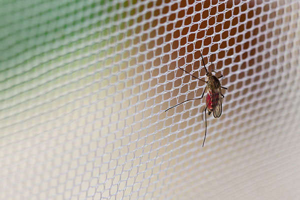 mosquito net