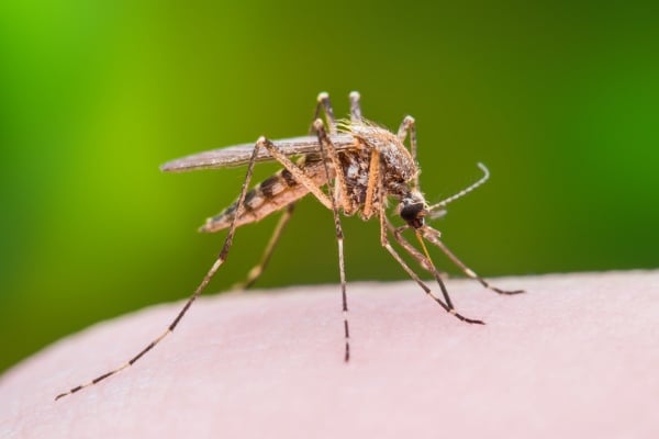 mosquito on skin