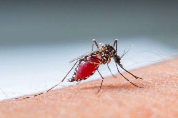 mosquito sucking blood