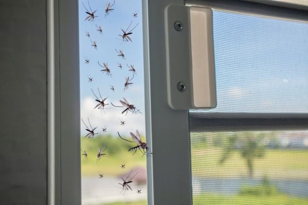 mosquito swarm by window
