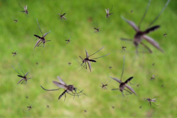 mosquito swarm up close