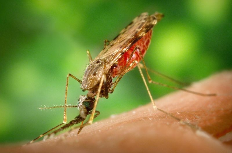 Mosquito Up Close