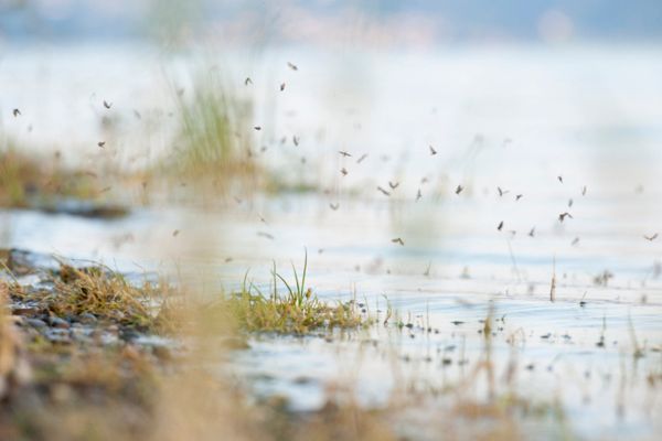 mosquitoes over water