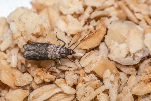 moth on granola