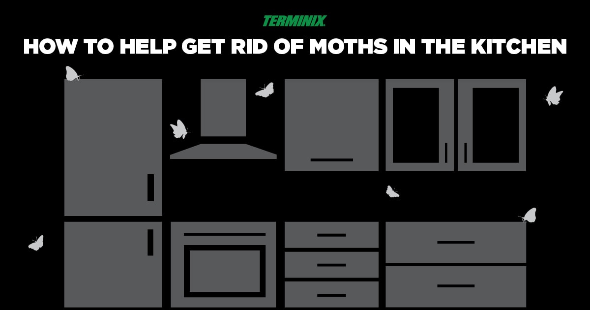 moths-in-kitchen