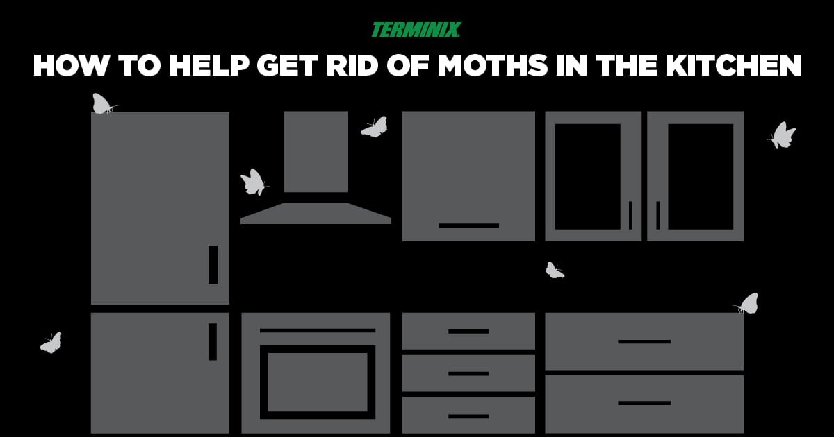 moths-in-kitchen