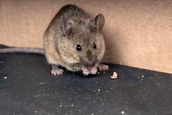 mouse chewing