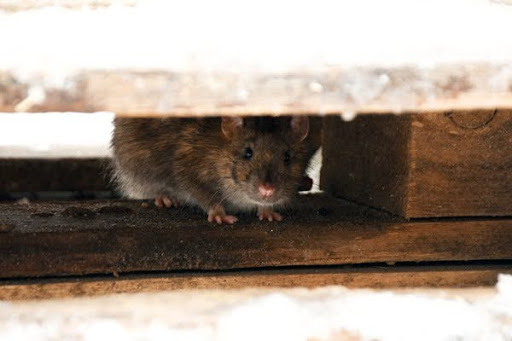mouse hiding under a pallet