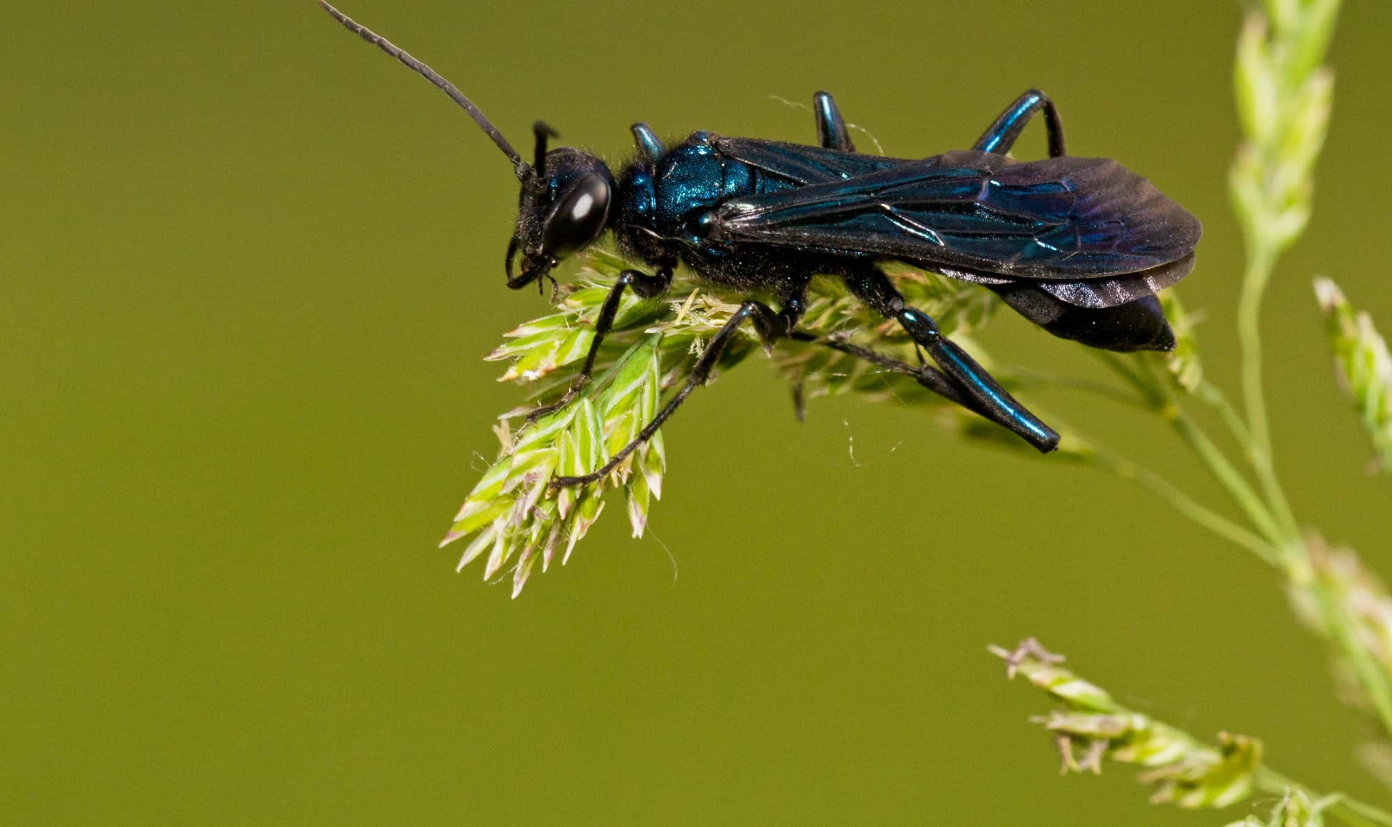 mud-dauber-feature