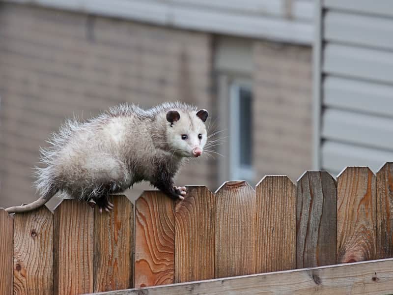 opossum-in-winter