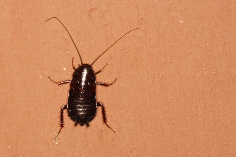 oriental cockroaches