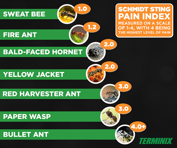 sting pain index