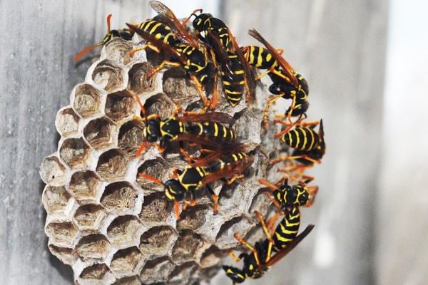 wasps on a nest