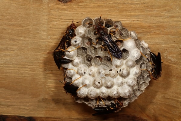 wasps