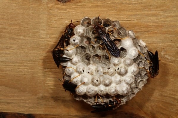 wasps