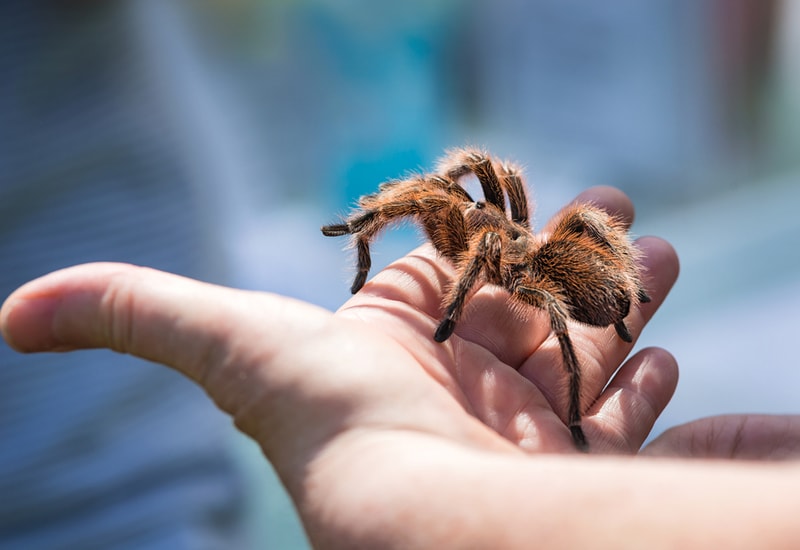 pet tarantula