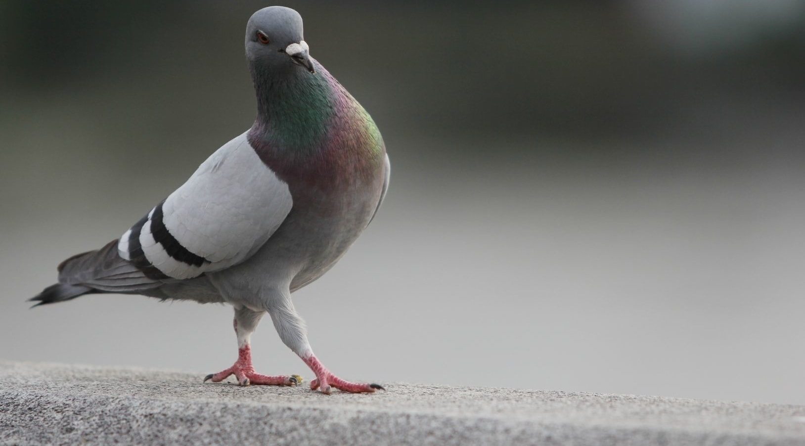 pigeon-main