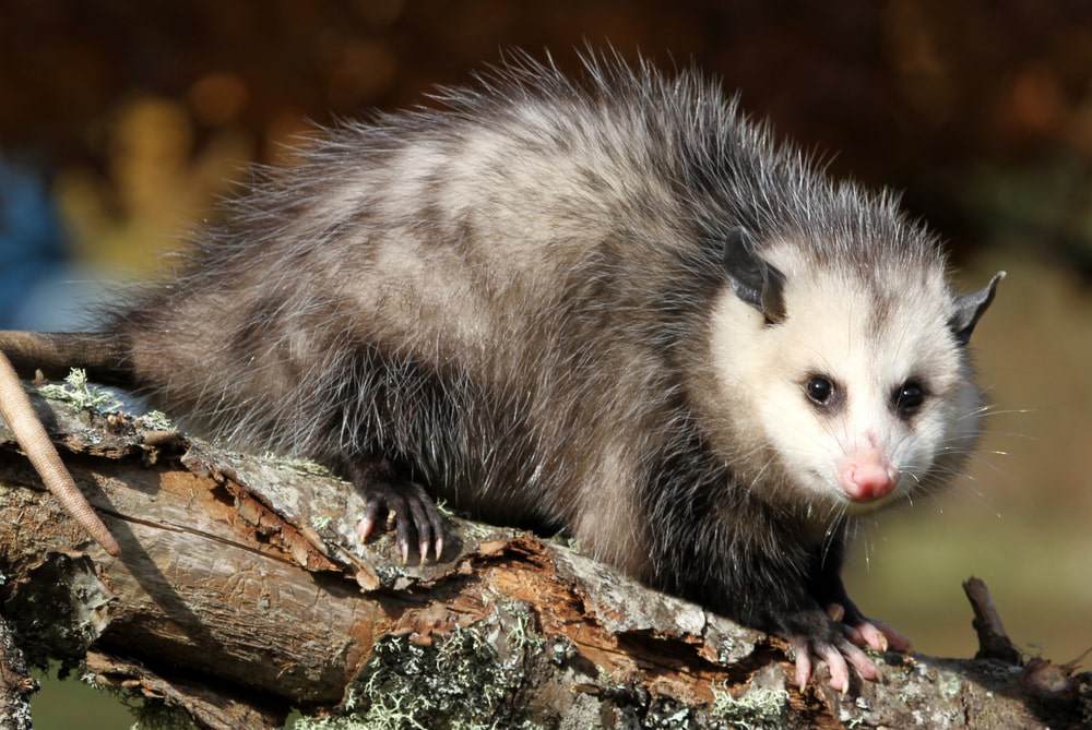 possums-rabies