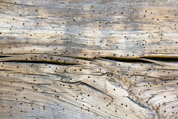 powderpost beetle damage