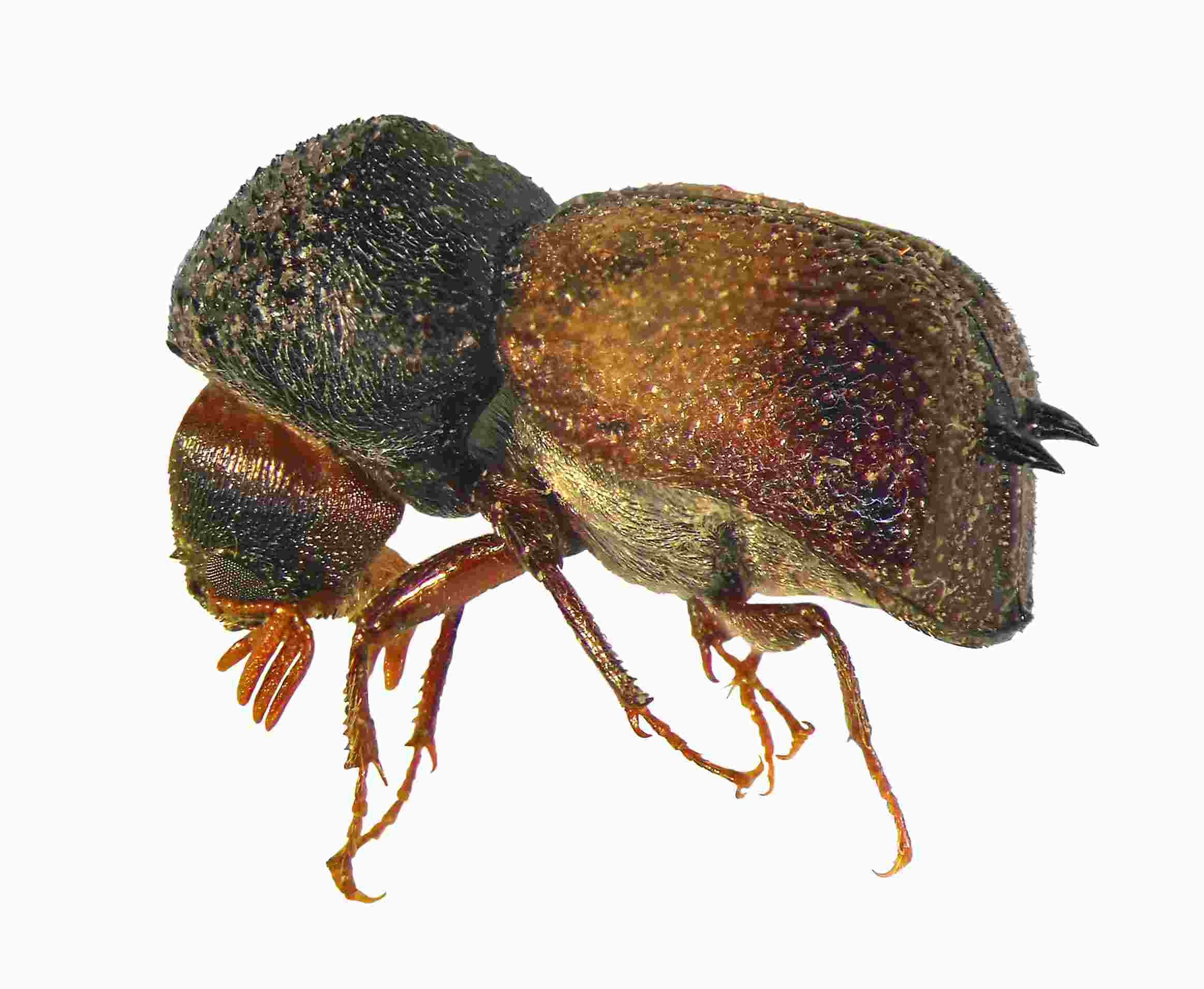 powderpost beetle on white background