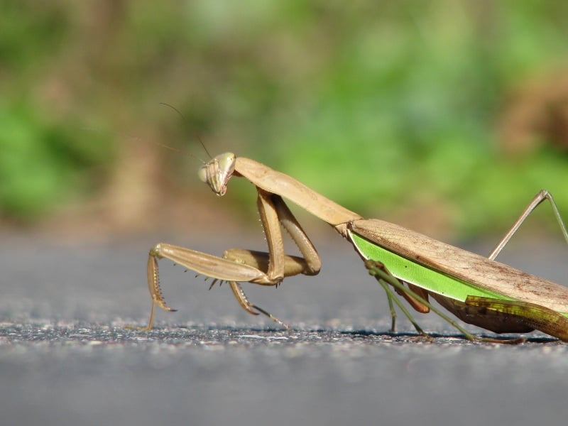 praying mantis
