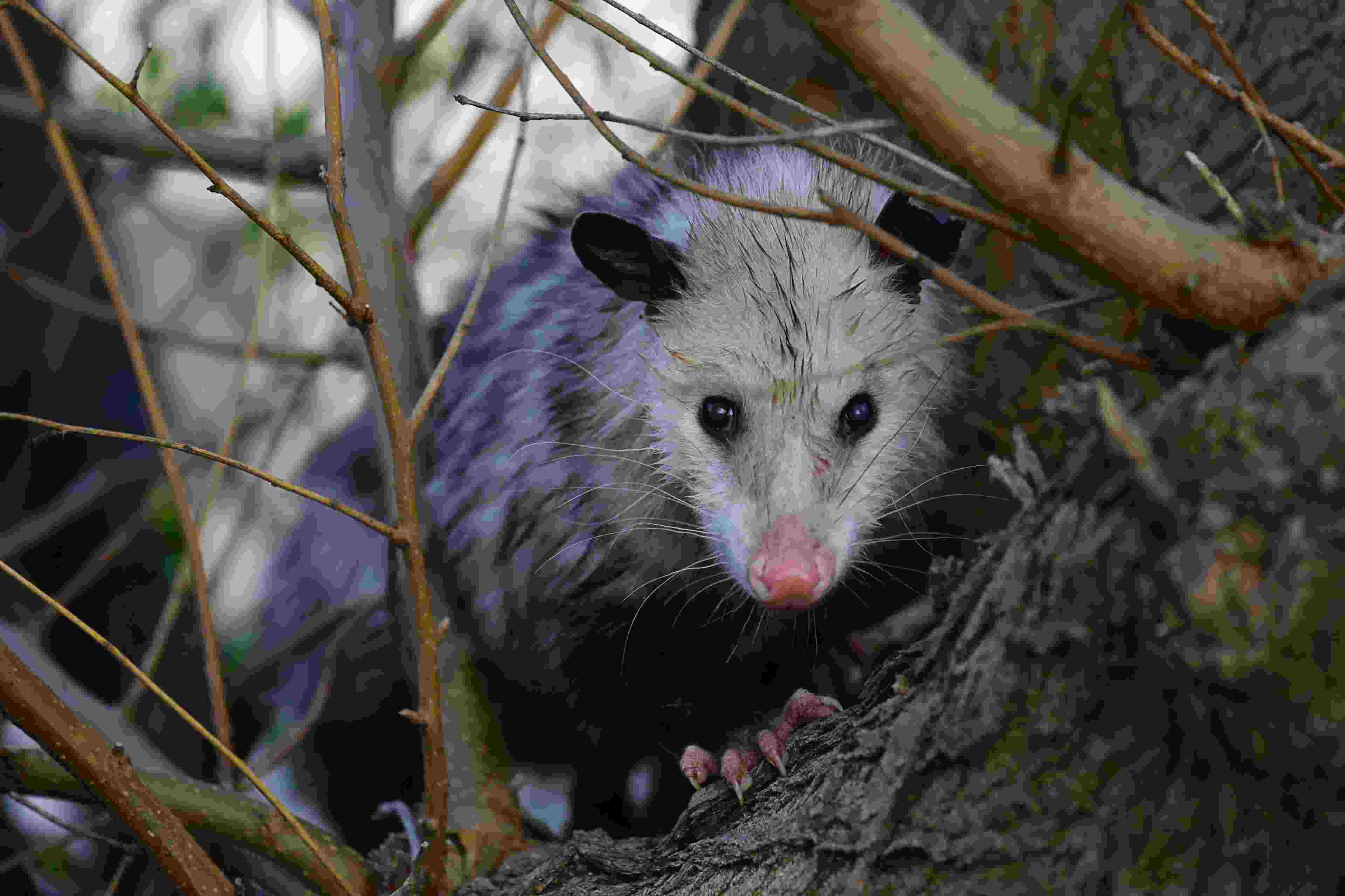 opossum in a tree
