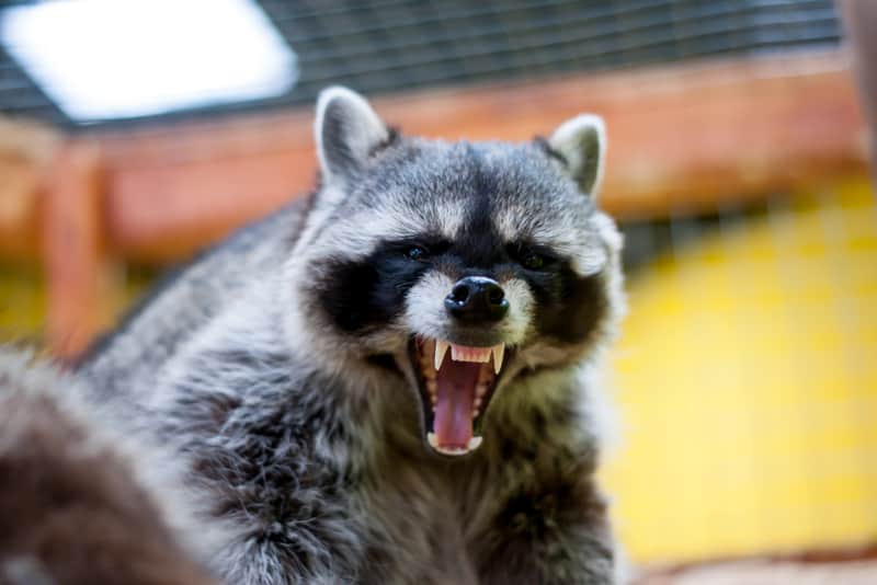 raccoon growl