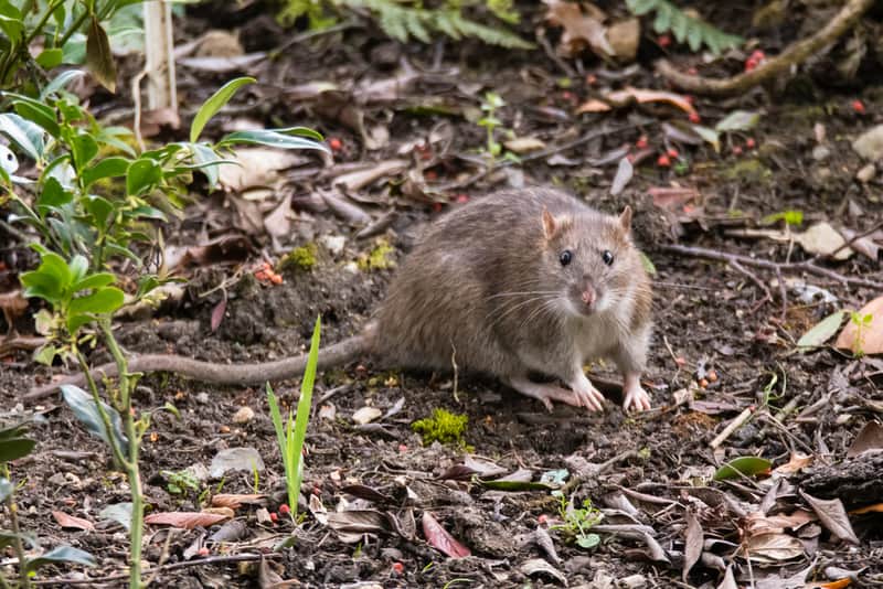 rat in garden