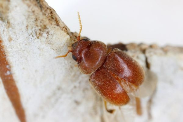 red beetle on a rock