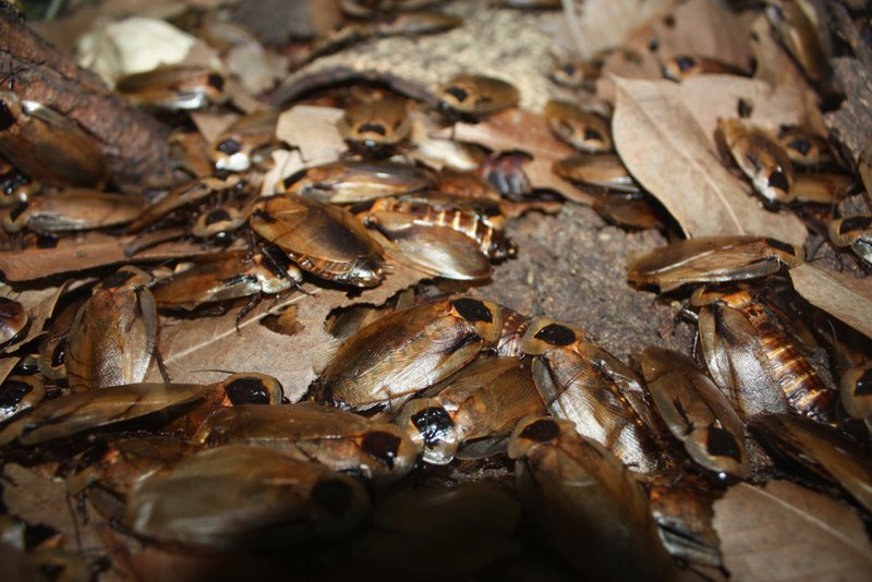 cockroach nest on the ground