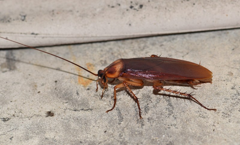 American cockroach